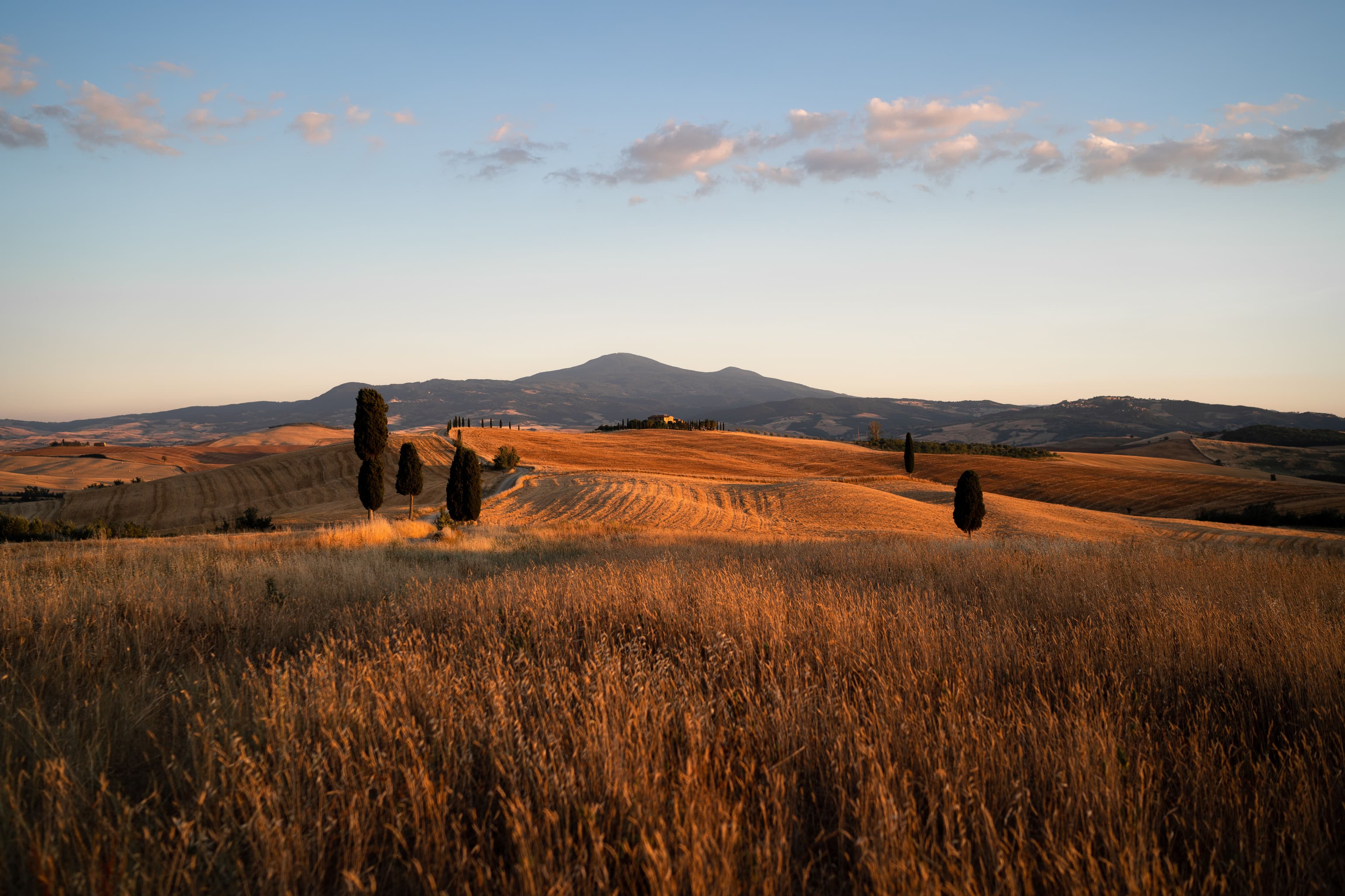 Golden fields and cypress trees in the Tuscan countryside